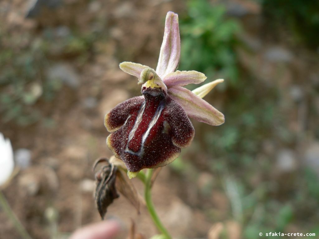 Photo report: Around Sfakia, Crete April - May 2010