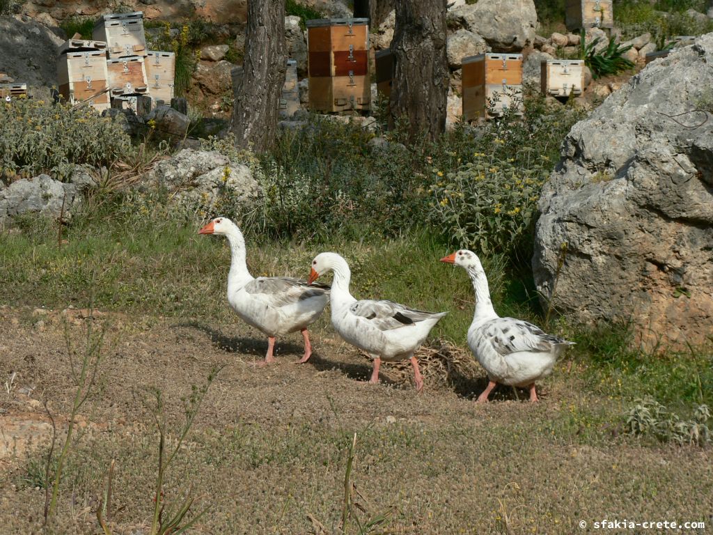 Photo report: Around Sfakia, Crete April - May 2010