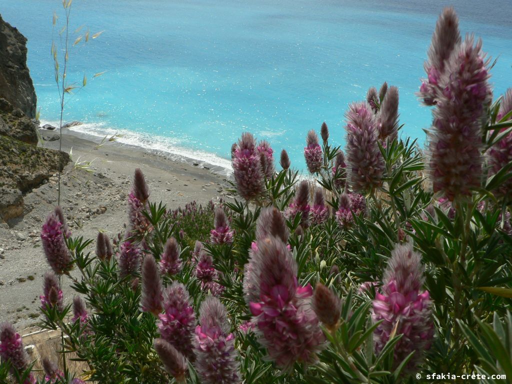 Photo report: Around Sfakia, Crete April - May 2010