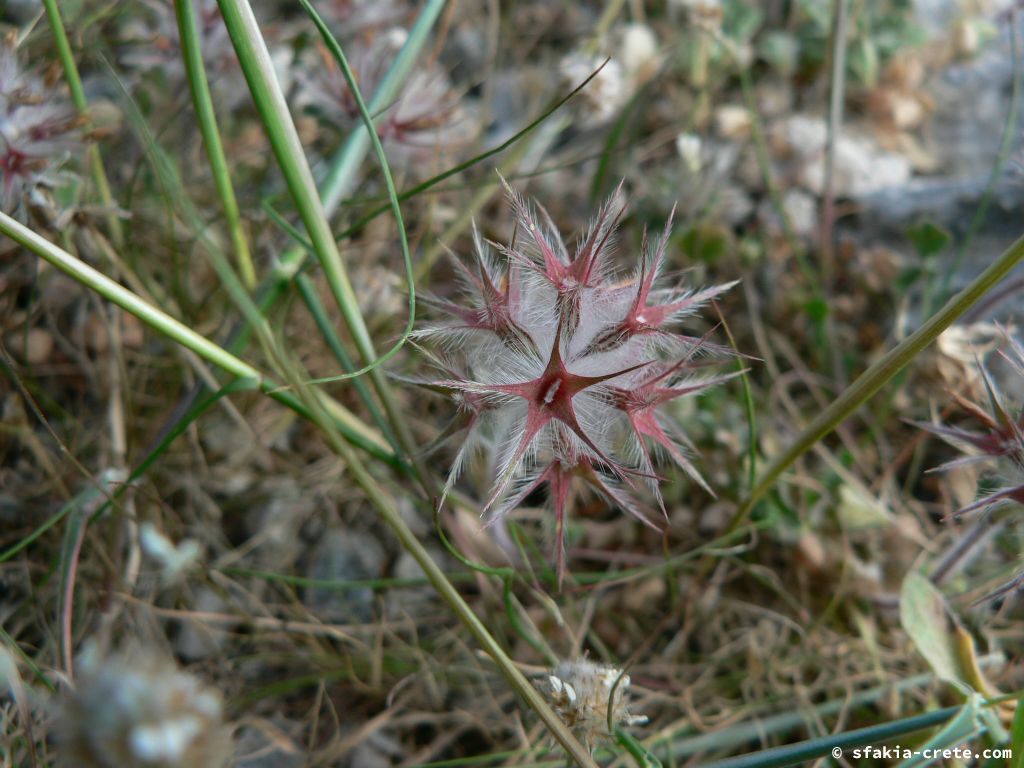 Photo report: Around Sfakia, Crete April - May 2010