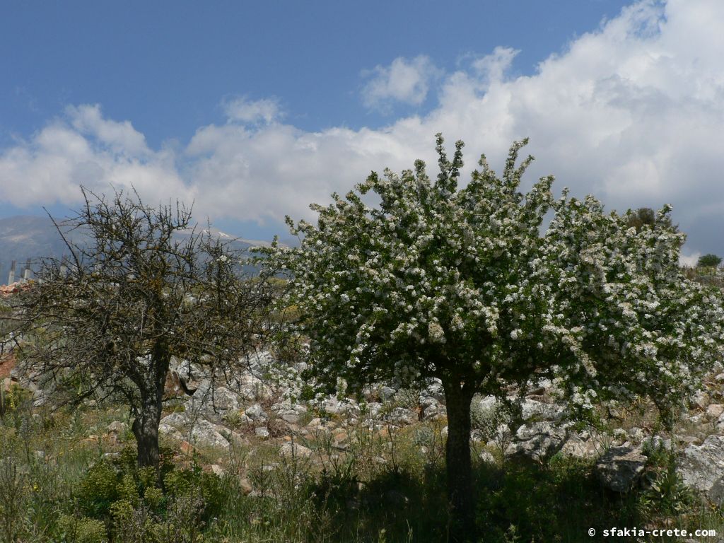 Photo report: Around Sfakia, Crete April - May 2010