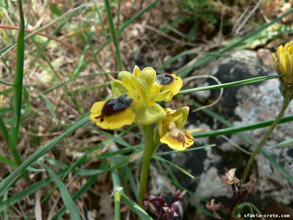 Photo report: Around Sfakia, Crete April - May 2010