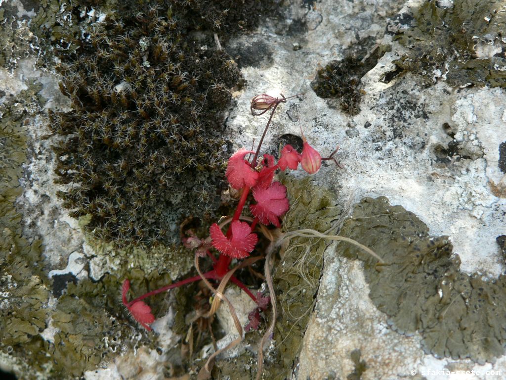 Photo report: Around Sfakia, Crete April - May 2010