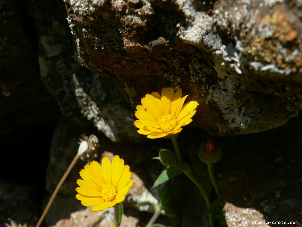 Photo report: Around Sfakia, Crete April - May 2010