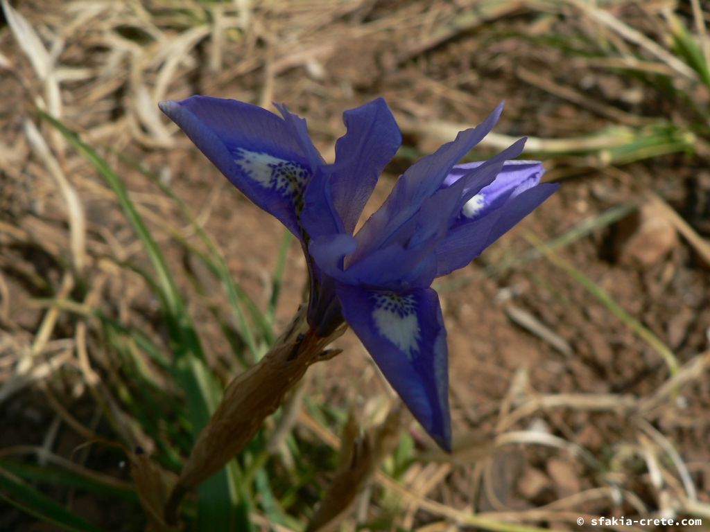 Photo report: Around Sfakia, Crete April - May 2010