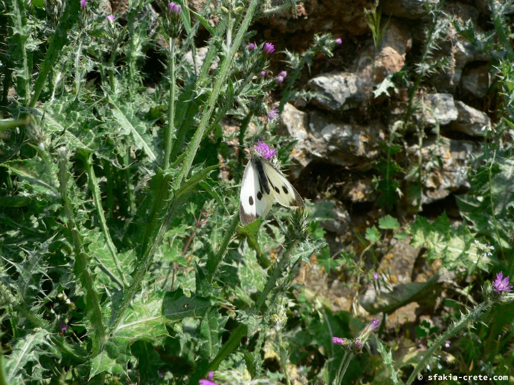 Photo report: Around Sfakia, Crete April - May 2010