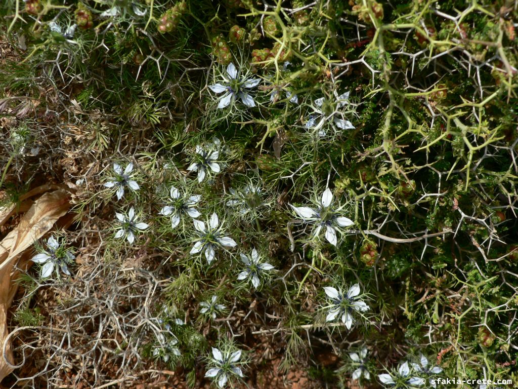 Photo report: Around Sfakia, Crete April - May 2010