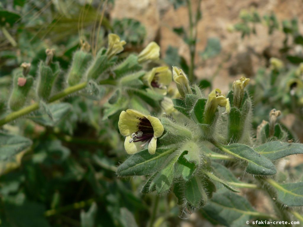 Photo report: Around Sfakia, Crete April - May 2010