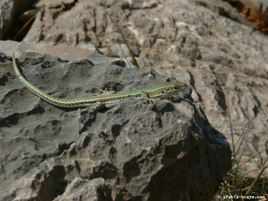 Photo report: Around Sfakia, Crete April - May 2010