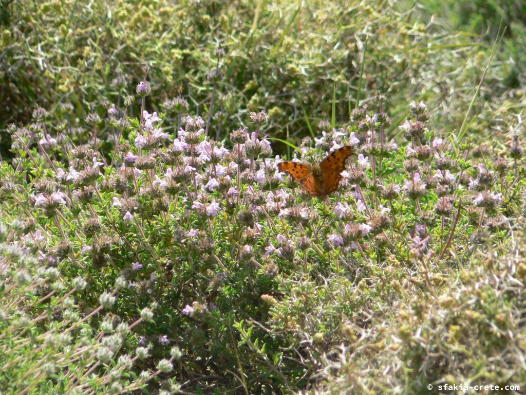 Photo report: Around Sfakia, Crete April - May 2010