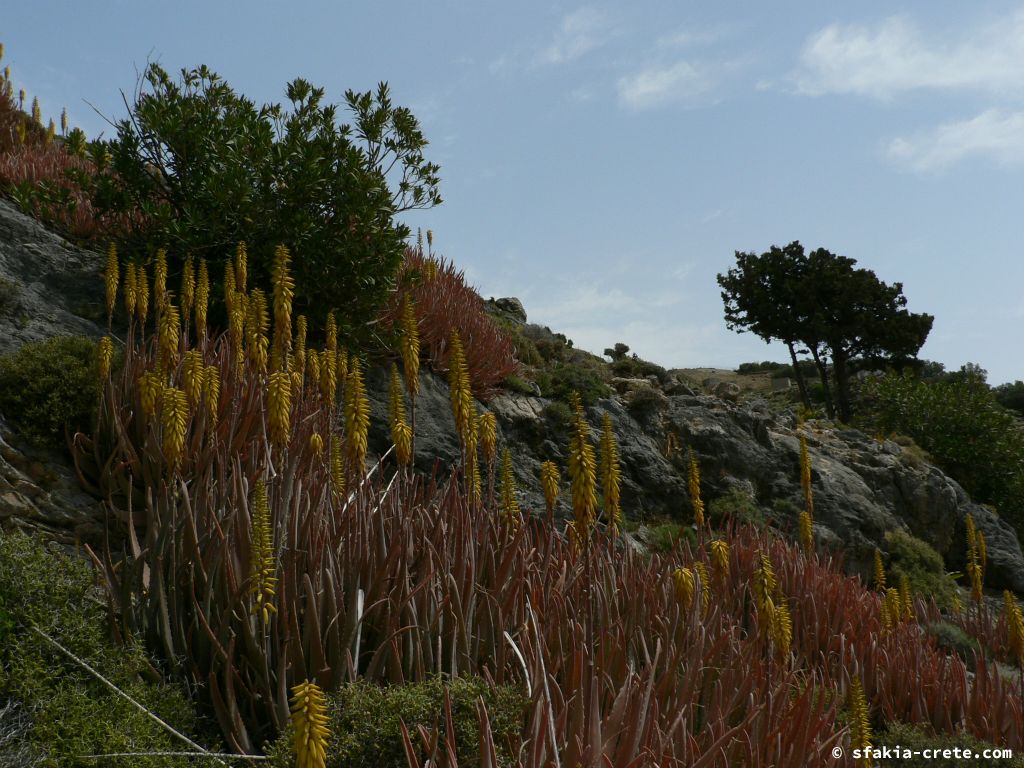 Photo report: Around Sfakia, Crete April - May 2010