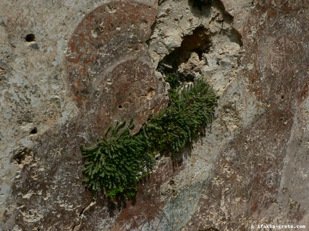 Photo report: Around Sfakia, Crete April - May 2010