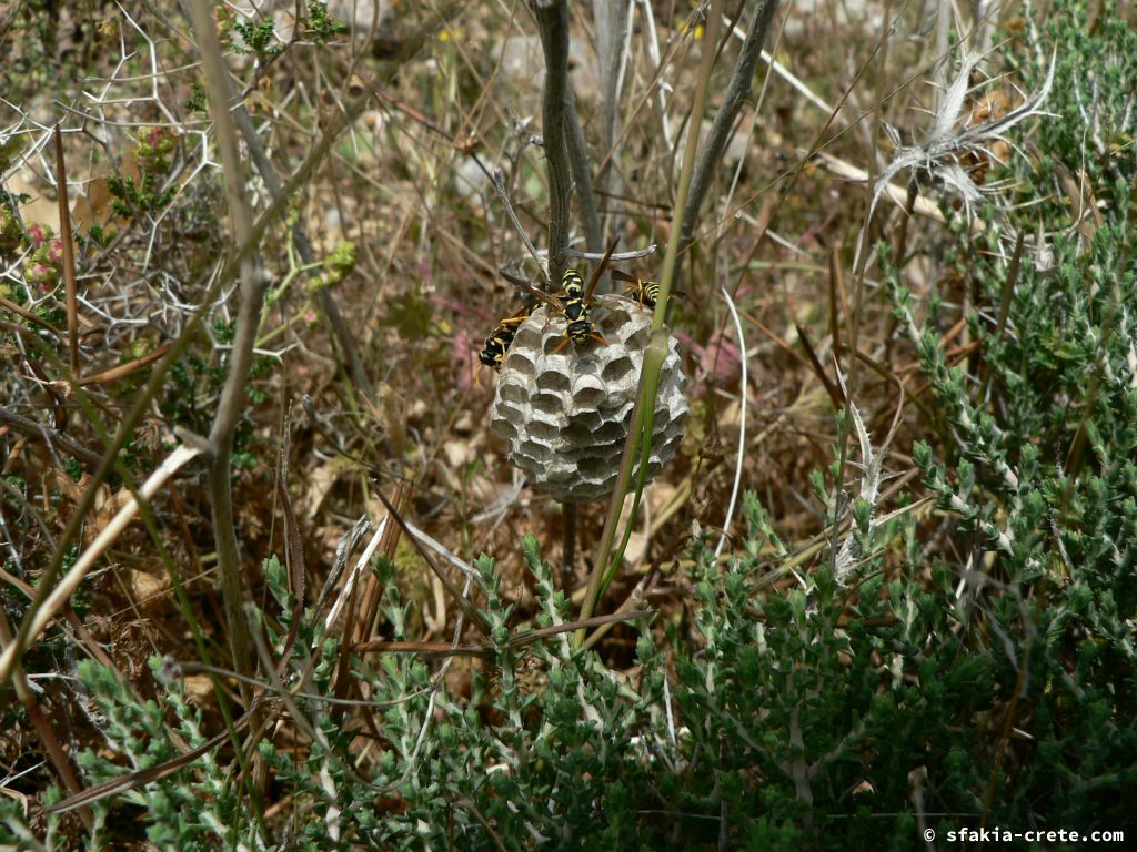 Photo report: Around Sfakia, Crete April - May 2010