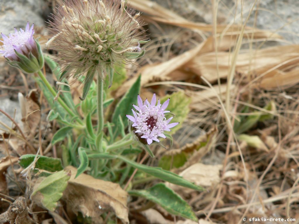 Photo report: Around Sfakia, Crete April - May 2010