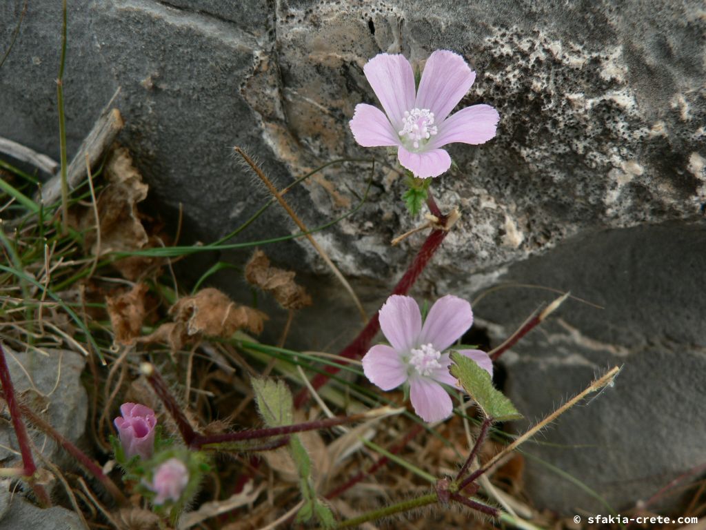 Photo report: Around Sfakia, Crete April - May 2010