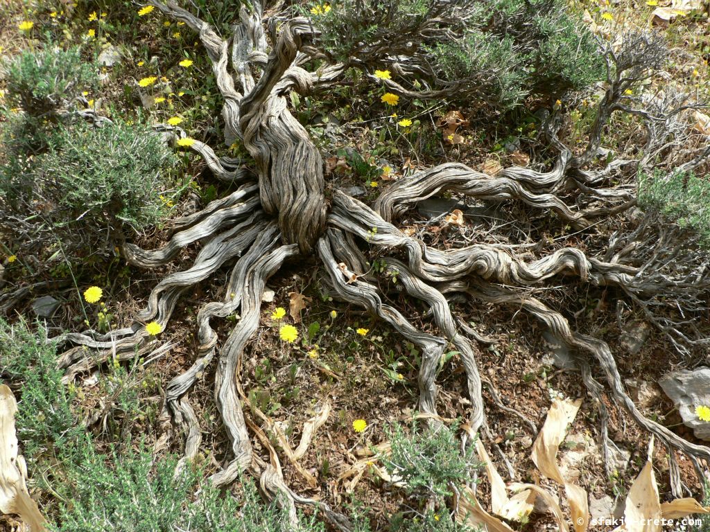 Photo report: Around Sfakia, Crete April - May 2010