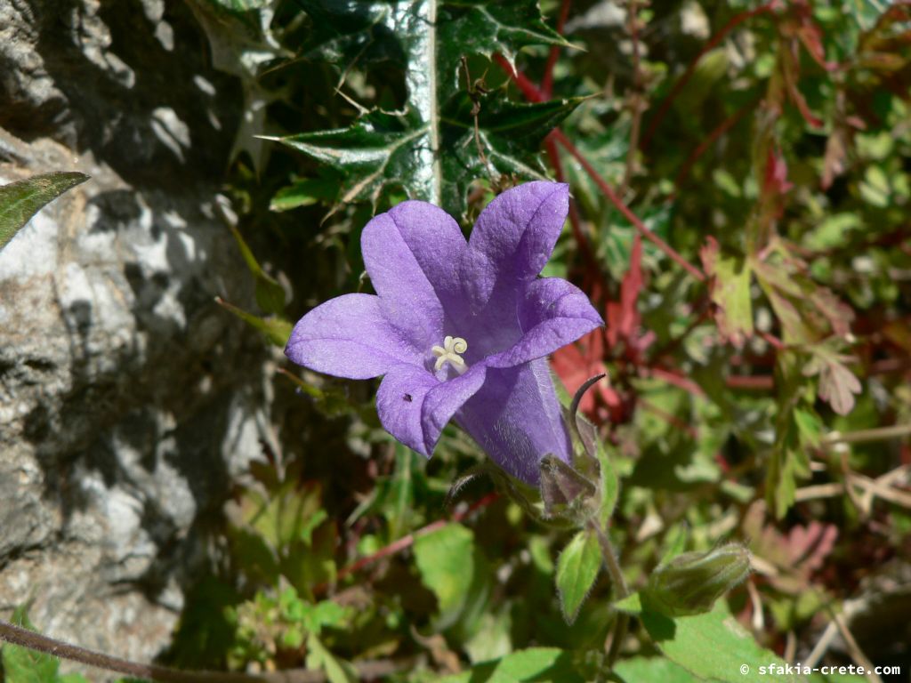 Photo report: Around Sfakia, Crete April - May 2010