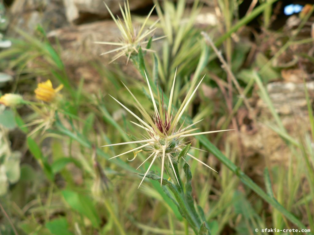 Photo report: Around Sfakia, Crete April - May 2010