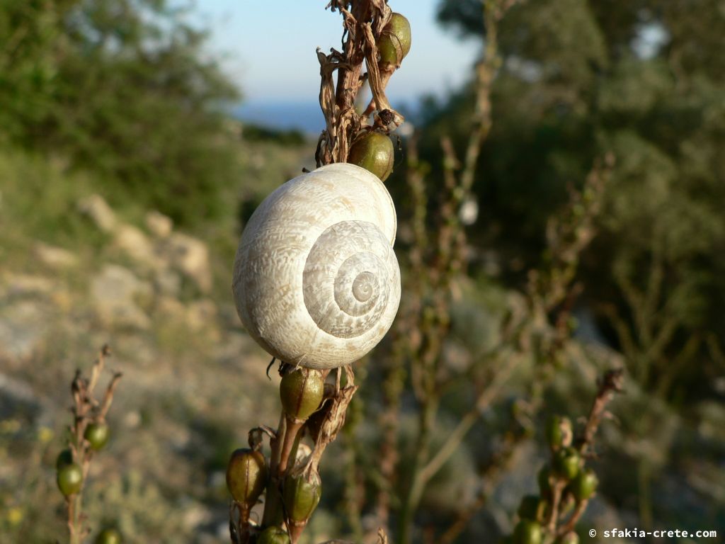 Photo report: Around Sfakia, Crete April - May 2010