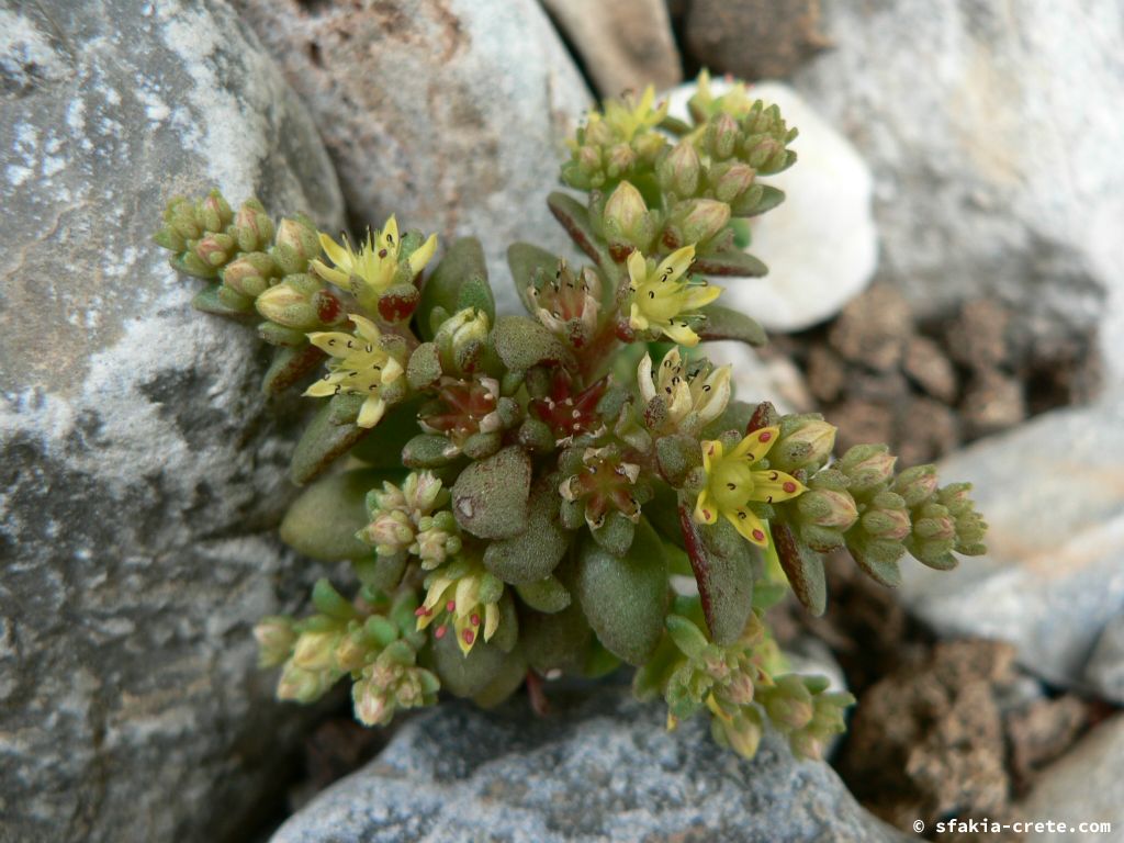 Photo report: Around Sfakia, Crete April - May 2010