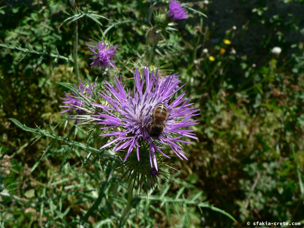 Photo report: Around Sfakia, Crete April - May 2010