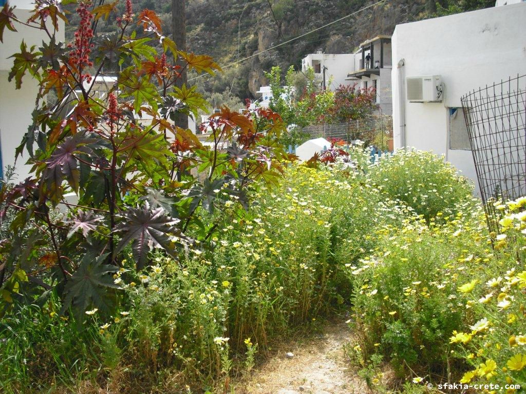 Photo report of a stay around Loutro, Sfakia, Crete in March - April 2010