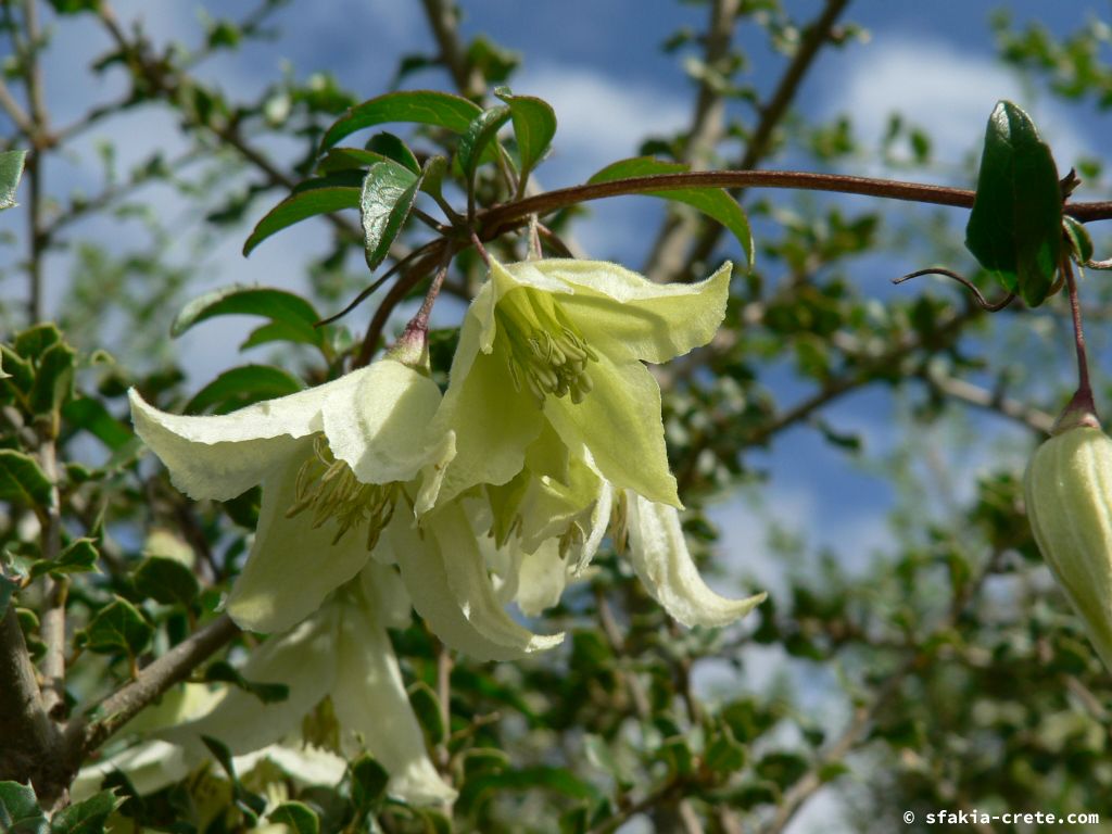 Photo report of a stay around Sfakia, Crete in October 2009