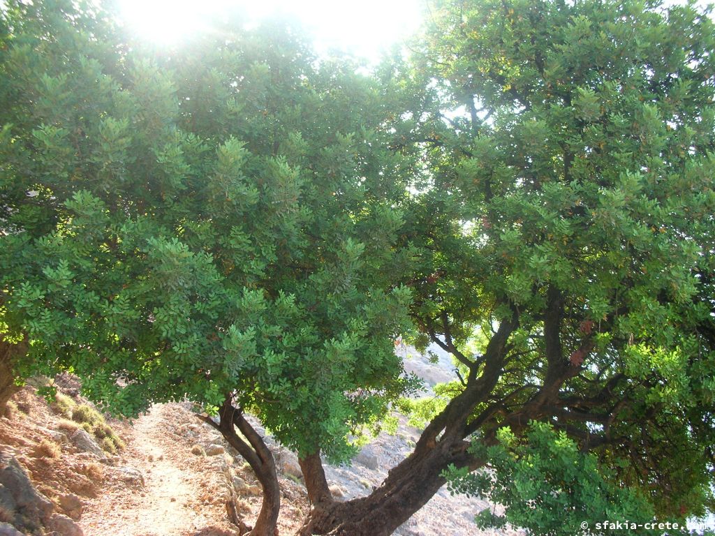 Photo report of a stay around Loutro, Sfakia, Crete in July 2009