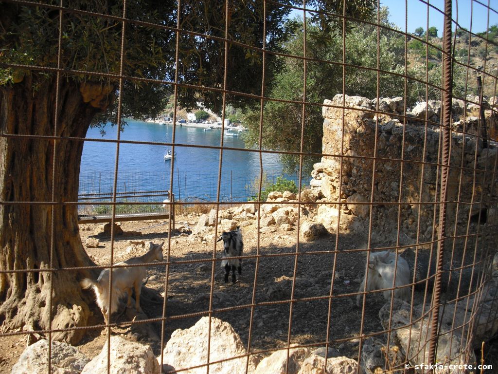 Photo report of a stay around Loutro, Sfakia, Crete in July 2009