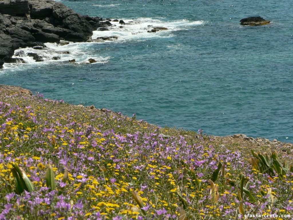 Photo report of the coast east of Chora Sfakion, Sfakia, Crete from April 2009