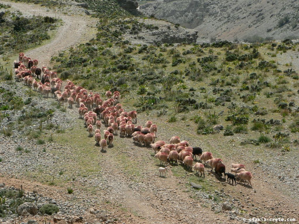 Photo report of a visit to Sfakia, Crete from April 2009