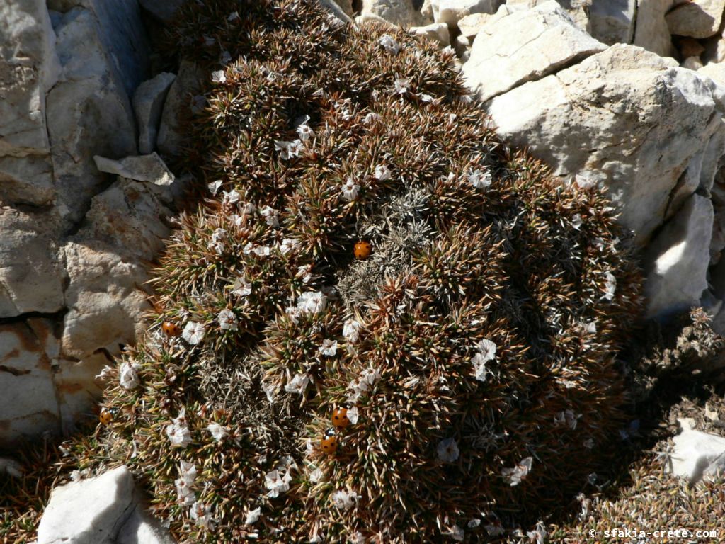 Photo report of a trip to the summit of Pachnes, Sfakia, Crete in October 2008