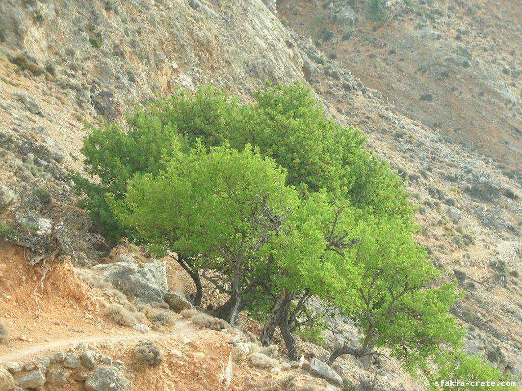 Photo report of a trip to Loutro, Sfakia, Crete in October 2008