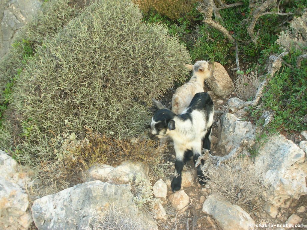 Photo report of a trip to Loutro, Sfakia, Crete in October 2008