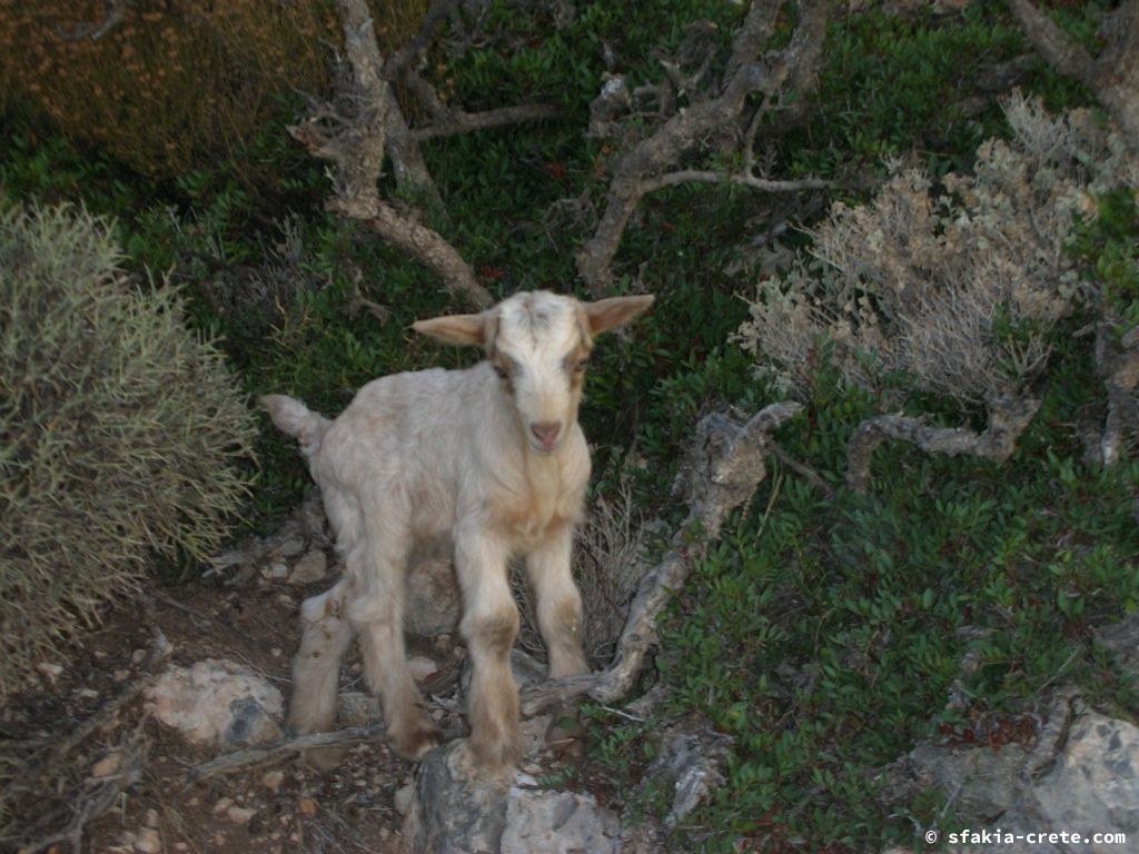 Photo report of a trip to Loutro, Sfakia, Crete in October 2008