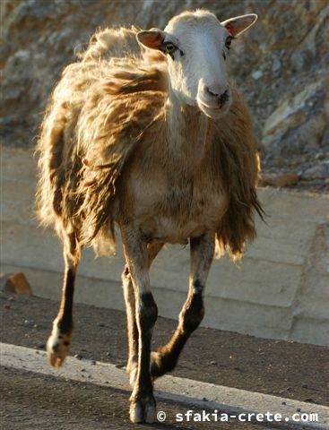 Photo report of a stay around Sfakia, Crete in September - October 2008