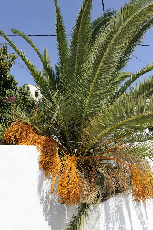 Photo report of a stay in and around Chora Sfakion, Sfakia Crete October 2008