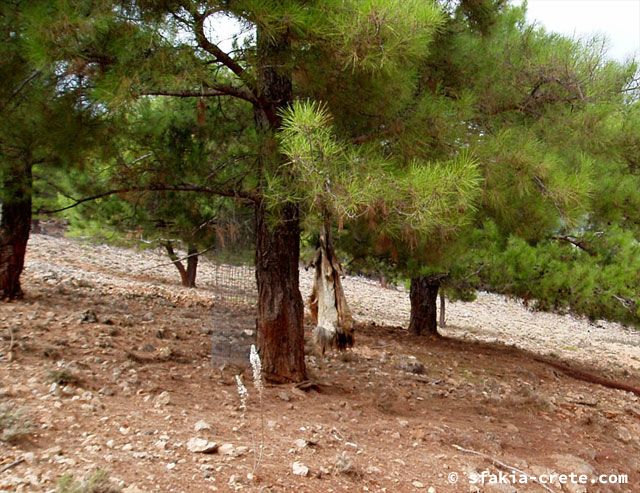 Photo report of a walk around Loutro, Sfakia, Crete, September 2008