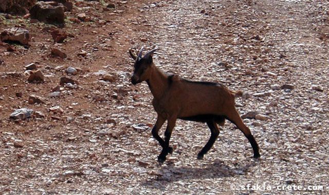 Photo report of a walk around Loutro, Sfakia, Crete, September 2008