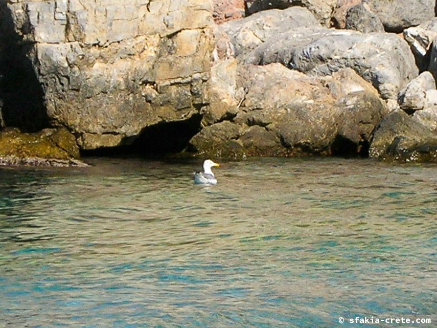 Photo report of a visit to Chora Sfakion - Loutro - Lykos, Sfakia, Crete, July - August 2008