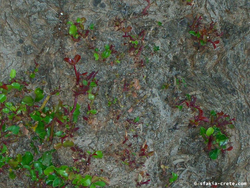 Photo report of a visit to Chora Sfakion - Loutro - Lykos, Sfakia, Crete, July - August 2008