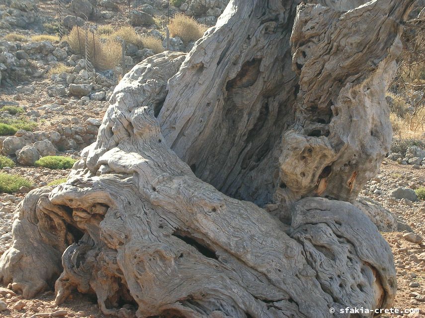 Photo report of a visit to Chora Sfakion - Loutro - Lykos, Sfakia, Crete, July - August 2008