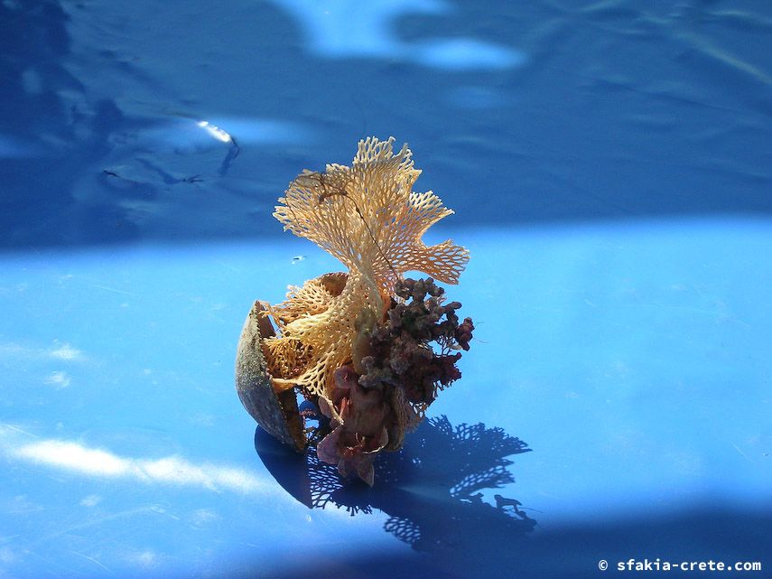 Photo report of a visit to Chora Sfakion - Loutro - Lykos, Sfakia, Crete, July - August 2008