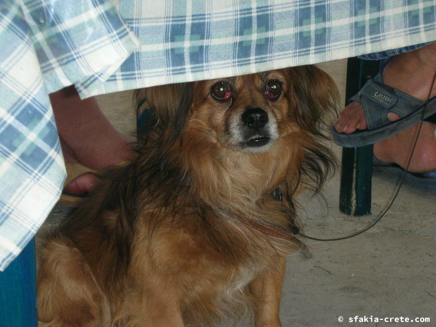 Photo report of a visit to Chora Sfakion - Loutro - Lykos, Sfakia, Crete, July - August 2008