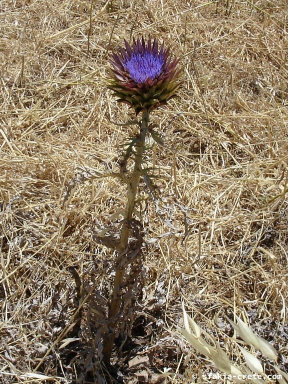 Photo report of a visit around Sfakia, Crete, June - July 2008