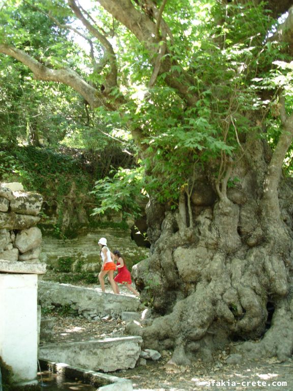 Photo report of a visit around Sfakia, Crete, June - July 2008