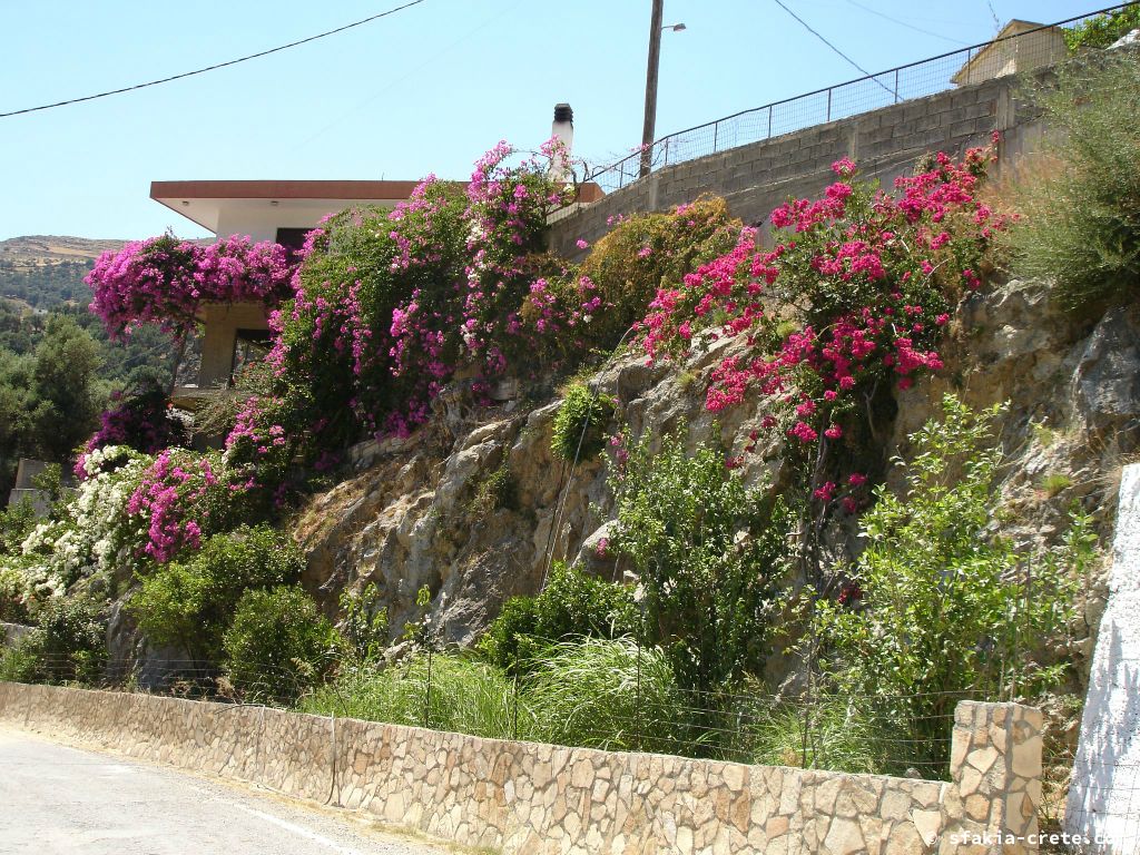 Photo report of a visit around Sfakia, Crete, June - July 2008