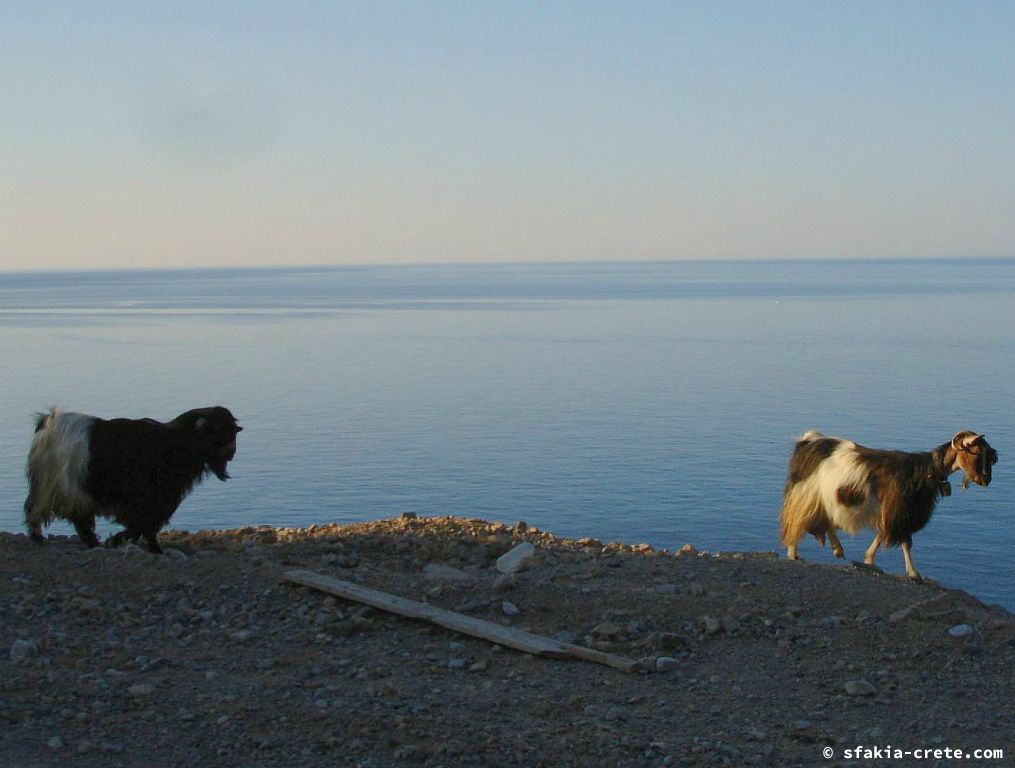 Photo report of a visit around Sfakia, Crete, June - July 2008