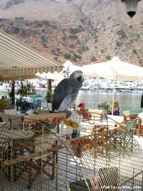 Photo report of a visit around Sfakia, Crete, June - July 2008