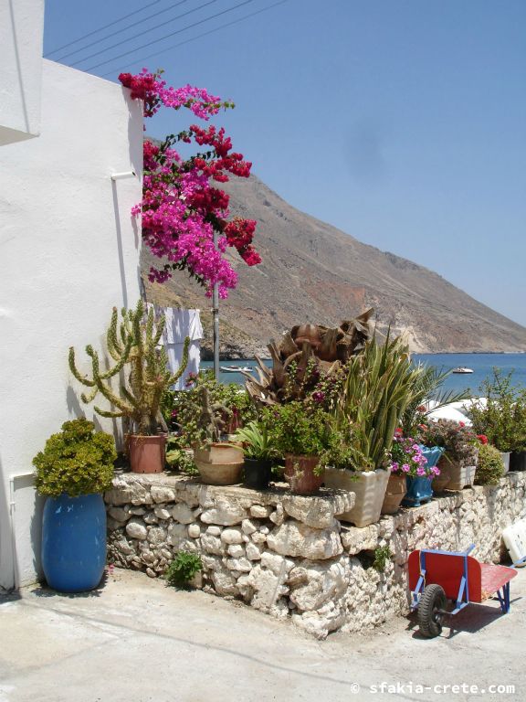 Photo report of a visit around Sfakia, Crete, June - July 2008